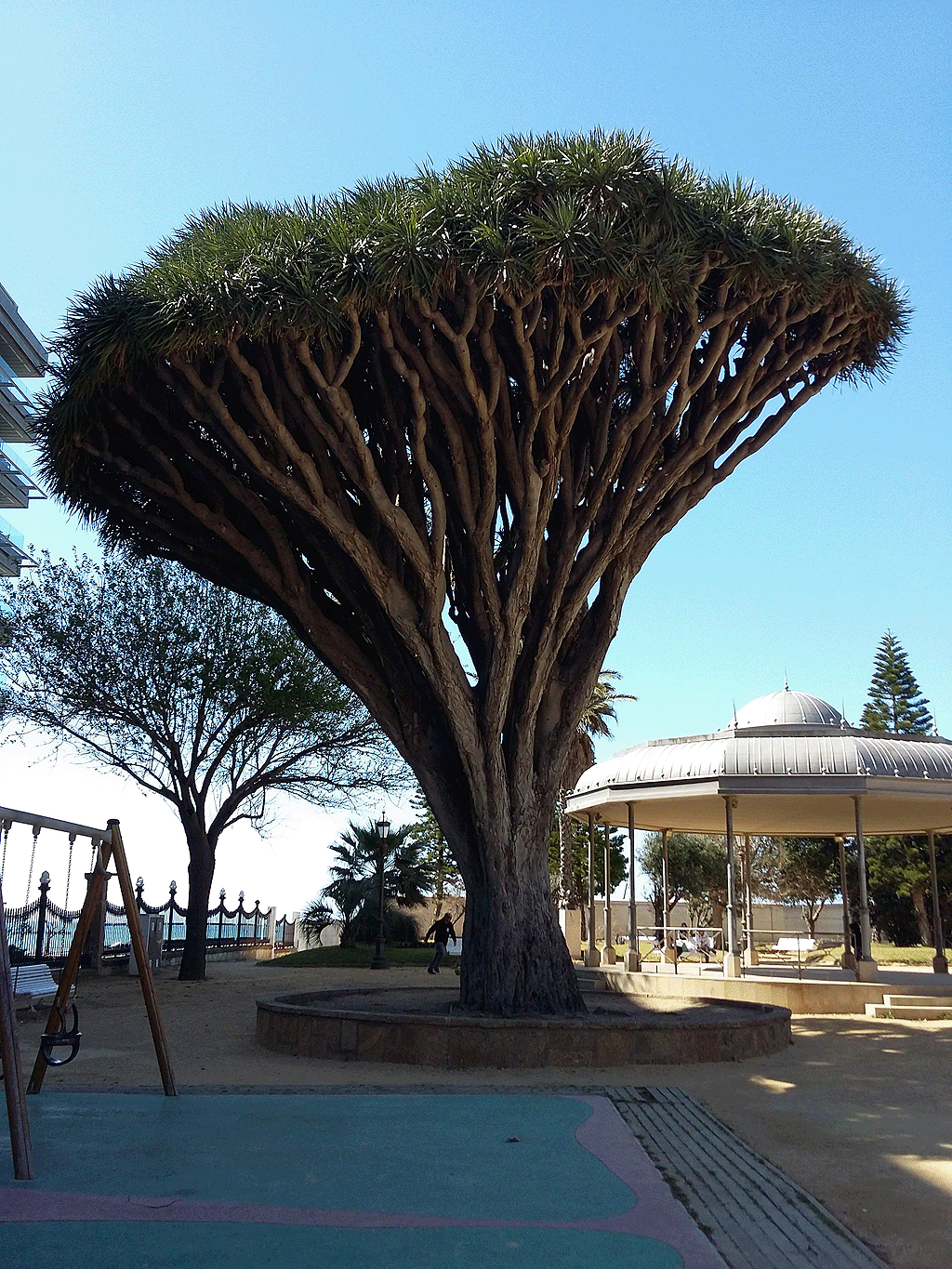 Dracaena Draco tree 100 years old