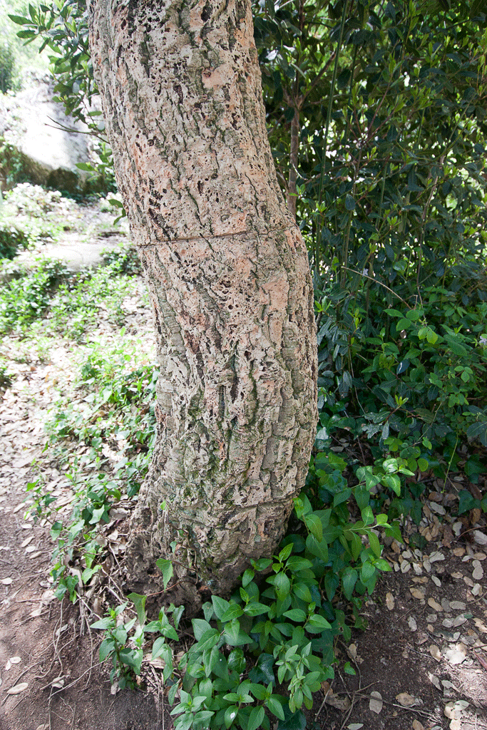 Cork Tree