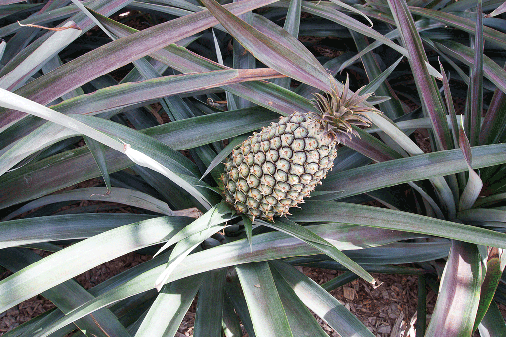 pineapple